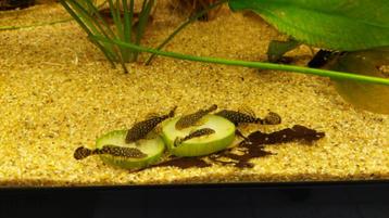Jonge Ancistrus (algeneters) beschikbaar voor biedingen