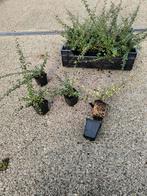 Beplanting, Cotoneaster sue. Coral Beauty. Groenblijvend, Tuin en Terras, Ophalen