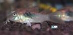 Corydoras aeneus, Vis, Zoetwatervis, Schoolvis