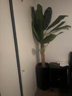 Kunstplant Bananenplant XL, Huis en Inrichting, Ophalen, Zo goed als nieuw, Binnen