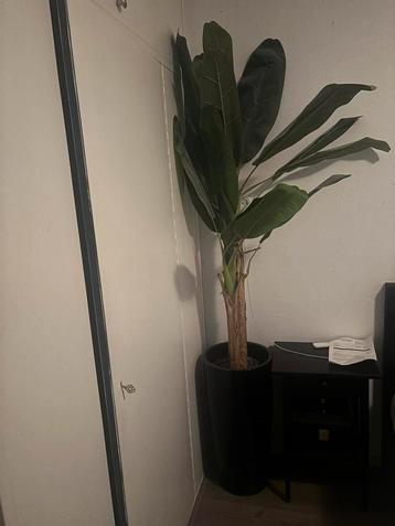 Kunstplant Bananenplant XL beschikbaar voor biedingen
