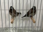 Goede kwalitijd japnse meeuwen, Dieren en Toebehoren, Meerdere dieren, Tropenvogel, Geringd