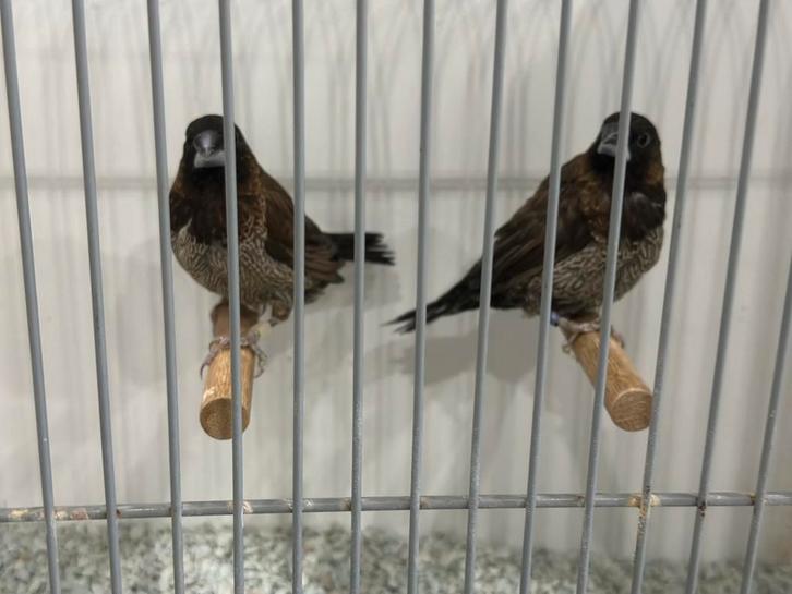 Goede kwalitijd japnse meeuwen, Dieren en Toebehoren, Vogels | Overige Vogels, Tropenvogel, Meerdere dieren, Geringd