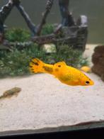 Molly vrouw., Dieren en Toebehoren, Vissen | Aquariumvissen, Vis