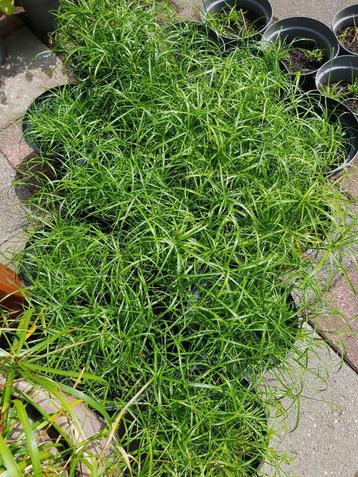  60 stuks parapluplant sterke kweek paraplu plant beschikbaar voor biedingen