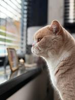 Britse korthaar 7 jaar oud, Dieren en Toebehoren, Kater, Ingeënt