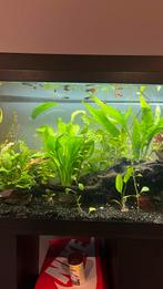 Guppen(GEZOCHT), Dieren en Toebehoren, Vissen | Aquaria en Toebehoren, Ophalen, Nieuw, Overige typen