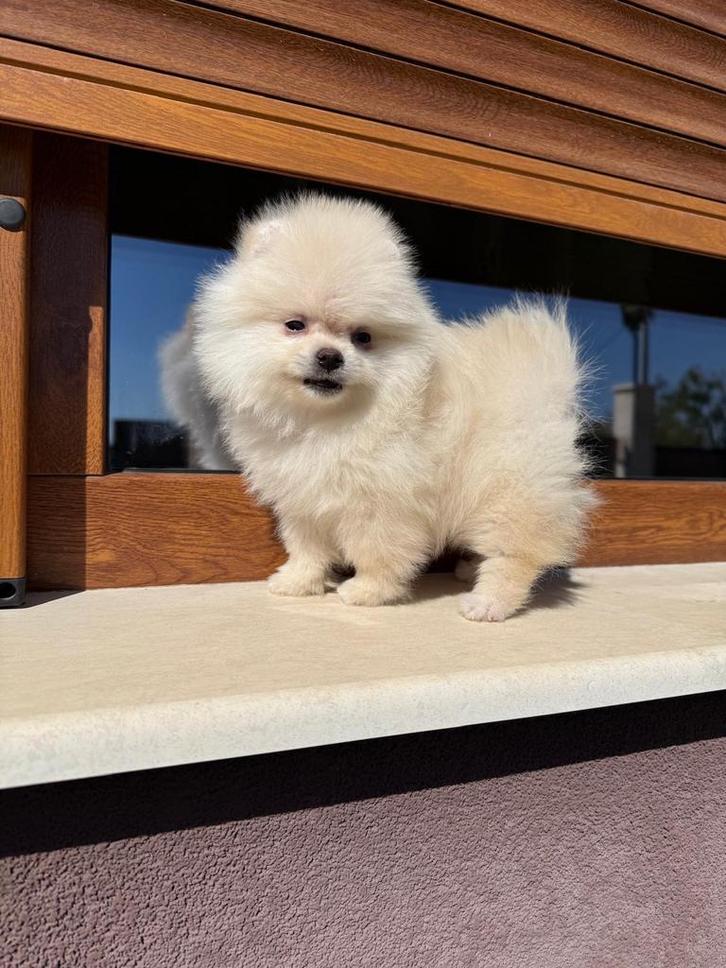 Pomeriaan, Dieren en Toebehoren, Honden | Chihuahua's en Gezelschapshonden, Reu, Overige rassen, Fokker | Professioneel, Eén hond