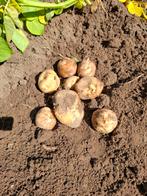 parel aardappelen, Ophalen