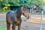 Talentvolle springgefokte 2,5 jarige ruin, Dieren en Toebehoren, Springpaard, Gechipt, Ruin, 0 tot 2 jaar