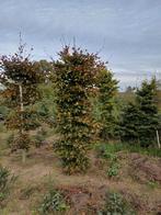beuk 2.5m pilaar beukenhaag beuken rood en groen, Tuin en Terras, Ophalen, Beukenhaag, Haag, 100 tot 250 cm