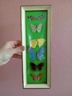 Vintage lijst, opgezette vlinders, Antiek en Kunst, Ophalen of Verzenden