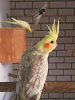 Jonge valkparkiet, popje, evt. om tam te maken., Dieren en Toebehoren, Vogels | Parkieten en Papegaaien, Vrouwelijk, Parkiet, Geringd