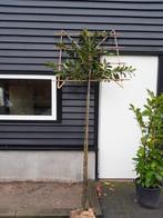 Lei bomen prunus novita, Tuin en Terras, Planten | Bomen, In pot, Leiboom, Halfschaduw, Ophalen of Verzenden
