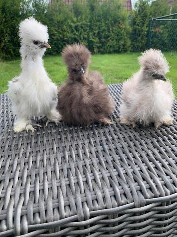 3 Usa zijdehoen hennen🐥8,5wk geent 💯% hen garantie✅ beschikbaar voor biedingen