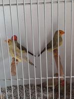 binsen astrilde poppen, Dieren en Toebehoren, Vogels | Overige Vogels, Vrouwelijk, Tropenvogel