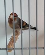 Bastaard parva putter x timbrado 2025, Dieren en Toebehoren, Mannelijk, Wildzangvogel, Geringd