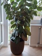 Kamerplant Ficus Robusta, Ophalen of Verzenden, Ficus, Halfschaduw, Minder dan 100 cm