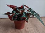 Begonia Maculata 'Wightii' - Stippenbegonia H: 20 cm., Huis en Inrichting, Kamerplanten, Ophalen, Overige soorten, Halfschaduw