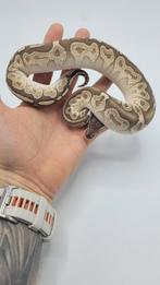 Clown/Pied/Hypo/Desert Ghost ball python voor weinig!, Slang