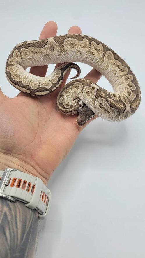 Clown/Pied/Hypo/Desert Ghost ball python voor weinig!, Dieren en Toebehoren, Reptielen en Amfibieën, Slang