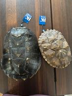 Schildpad schilden ter decoratie van HK Living, Huis en Inrichting, Ophalen of Verzenden, Nieuw