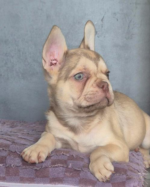 franse bulldog puppys, Dieren en Toebehoren, Honden | Bulldogs, Pinschers en Molossers, Meerdere dieren, Bulldog, Particulier