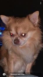 Lieve chihuahua als dekreu, Dieren en Toebehoren, Honden | Dekreuen, 6 jaar of ouder, Eén hond, Nederland, Particulier