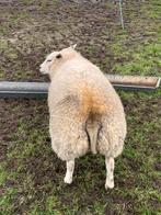 Gust schaap van 24, Vrouwelijk, Schaap