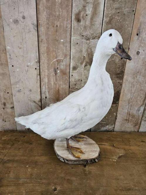 opgezette witte eend ``WOONWINKEL RUSTIEK``, Antiek en Kunst, Curiosa en Brocante, Ophalen of Verzenden