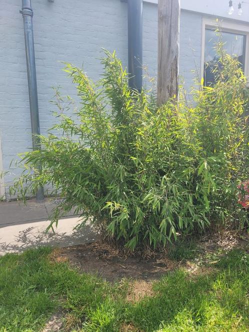 Bamboe struiken, Tuin en Terras, Planten | Struiken en Hagen, Struik, Bamboe, 100 tot 250 cm, Ophalen