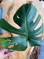 Monstera Variegata green on green large form, Overige soorten, Minder dan 100 cm, Ophalen of Verzenden, Halfschaduw