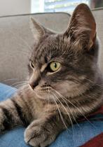 Lieve kleine 50% ragdoll dame, Dieren en Toebehoren, Katten en Kittens | Overige Katten, Poes, 0 tot 2 jaar