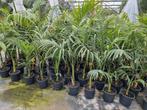 Archontophoenix alexandrae, Ophalen, Zomer, Overige soorten, Volle zon