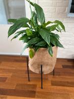 Lepeltjes plant met lederen plantenbak op statief, Overige soorten, In pot, Minder dan 100 cm, Bloeiende kamerplant