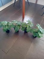 4 STUKS KUNSTPLANTJES, Ophalen, Nieuw, Binnen