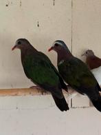 Twee koppels groenvleugel duiven, Meerdere dieren, Geringd