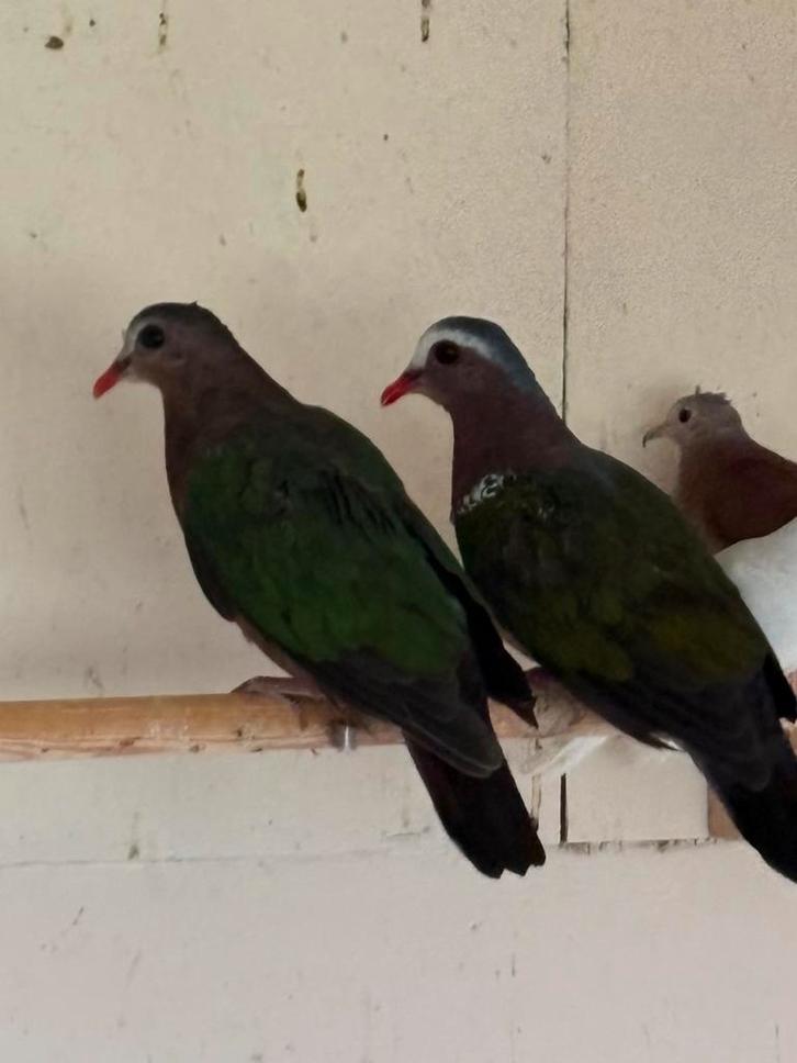 Twee koppels groenvleugel duiven, Dieren en Toebehoren, Vogels | Overige Vogels, Meerdere dieren, Geringd