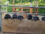 Nog een aantal prachtige labrador X golden pups beschikbaar, Dieren en Toebehoren, Honden | Retrievers, Spaniëls en Waterhonden