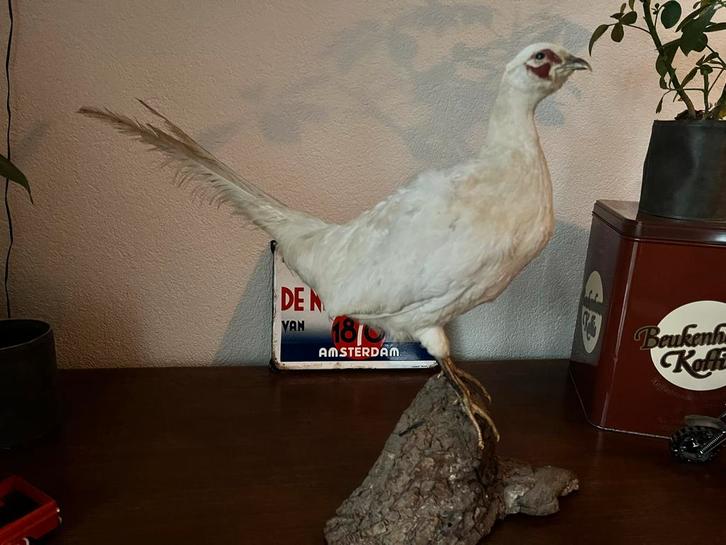 Opgezette witte fazant, Verzamelen, Dierenverzamelingen, Opgezet dier, Vogel, Ophalen of Verzenden