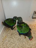 Te koop, Dieren en Toebehoren, Vogels | Parkieten en Papegaaien, Meerdere dieren, Papegaai
