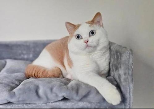 Britse Korthaar DEKKATER met stamboom en blue eyes gen, Dieren en Toebehoren, Katten en Kittens | Dekkaters