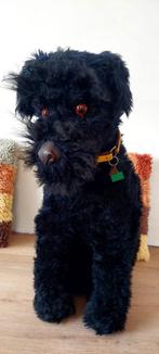 70 cm Groot Vintage bouvier pluche hond misschien steiff, Antiek en Kunst, Antiek | Speelgoed, Ophalen of Verzenden