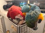 Ara’s koppel blauw gele & groenvleugel ara, Dieren en Toebehoren, Vogels | Parkieten en Papegaaien, Meerdere dieren, Papegaai