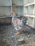 Slachthaan/soepkip (m), Dieren en Toebehoren, Pluimvee, Mannelijk, Kip