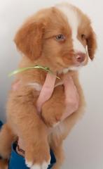 Laatste twee reutjes Nova Scotia Duck Tolling Retriever, Dieren en Toebehoren, Honden | Retrievers, Spaniëls en Waterhonden, Golden retriever