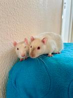 Tamme ratten ter adoptie, Dieren en Toebehoren, Knaagdieren, Maart, Meerdere dieren, Rat