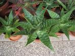 Aloë Vera cactus, Huis en Inrichting, Kamerplanten, Ophalen, Cactus, Minder dan 100 cm, Bloeiende kamerplant