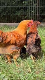 Australorp x New Hampshire haan van mei 2025, Dieren en Toebehoren, Mannelijk, Kip
