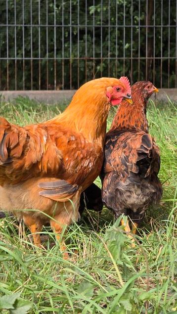 Australorp x New Hampshire haan van mei 2025 beschikbaar voor biedingen